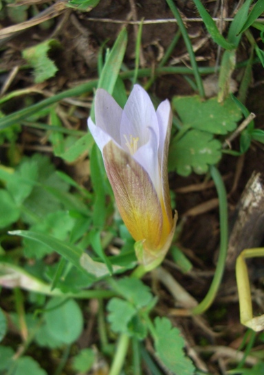 Romulea bulbocodium